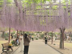 -嘉定紫藤园