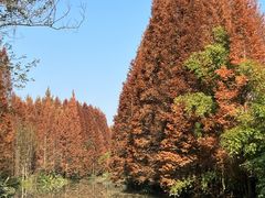 -桤木河湿地公园