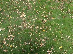 -正宗鸡饭粤香酒家(朱村店)