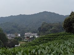 -龙井村