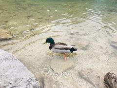 -柯尼希湖