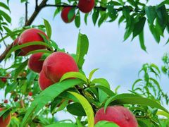 -南汇新场正宗水蜜桃采摘