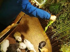 -藦茜花园宠物主题亲子互动体验馆(国顺东路店)