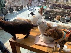 -喵屿·大理花园猫咖