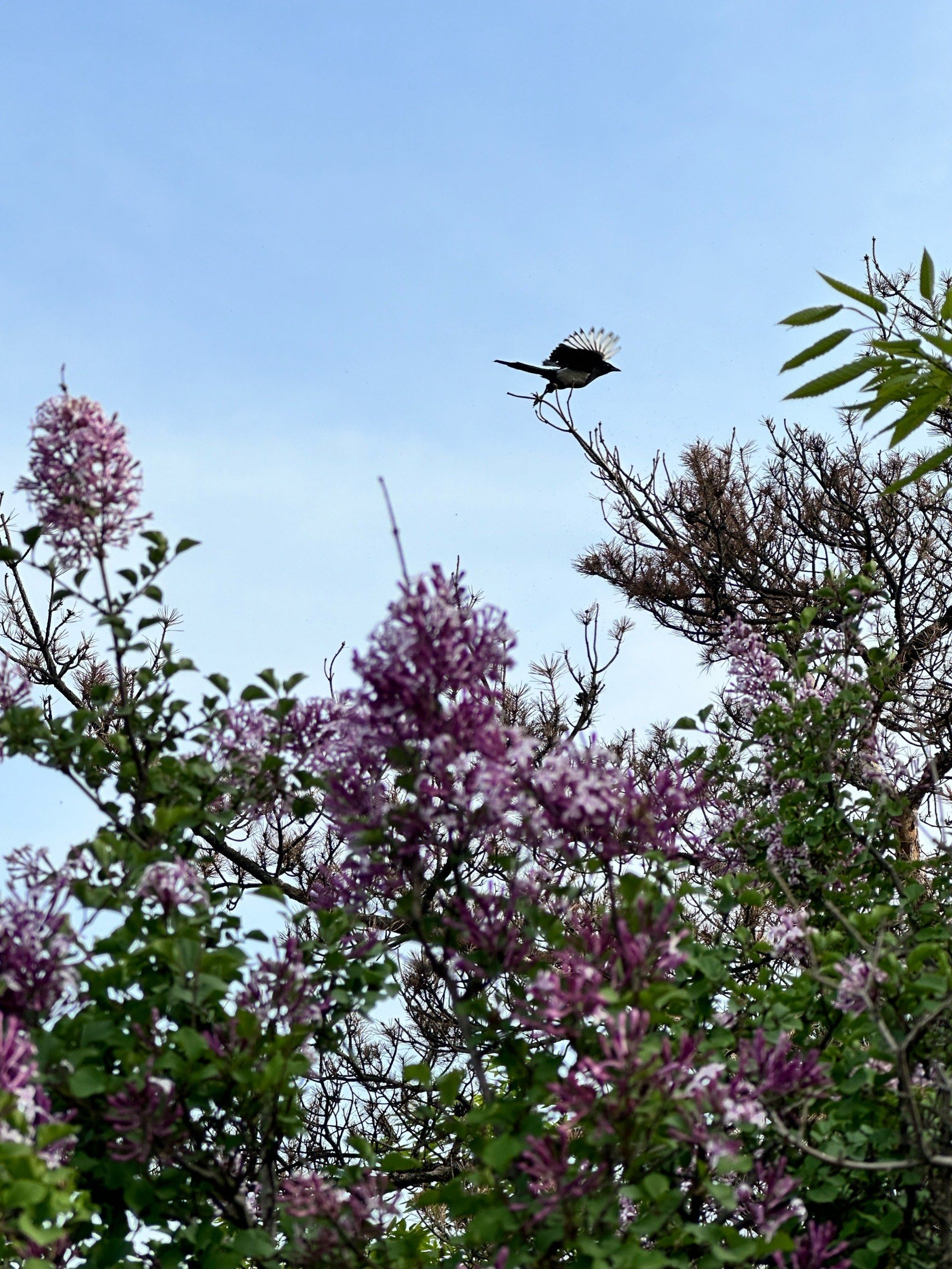 树梢上的小鸟们