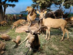 -国家自然博物馆