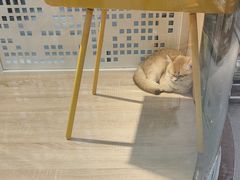 -BABIT巴比特宠物(MOMOPARK店)