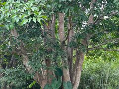 -中国科学院西双版纳热带植物园