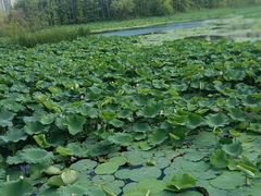 -昆山城市生态森林公园
