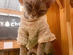 -MOCHA明星猫咖(田子坊店)