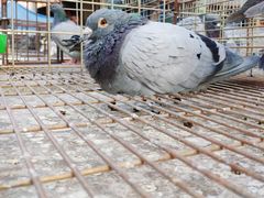 -哈尔滨道外花鸟鱼市场