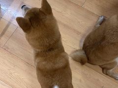 -是阿柴呀！柴犬咖啡·爱喵喵猫咖