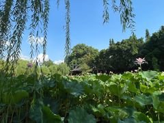 -桂湖森林公园