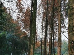 -重庆彩云湖湿地公园