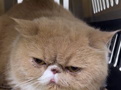 -美联众合动物医院·24h京西诊疗中心