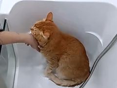 -爱洗澡的猫(天河路店)