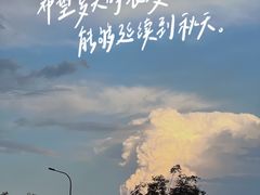 -油梨树AVOCADO TREE(望京店)