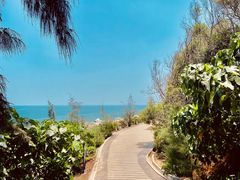 -广东惠东海龟国家级自然保护区