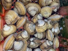 -东江港海鲜城(广雅花园别墅区店)