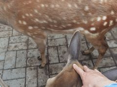 -北京鹿世界主题园