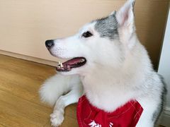 -Husky Go! 哈士奇体验馆·宠物咖啡厅狗咖