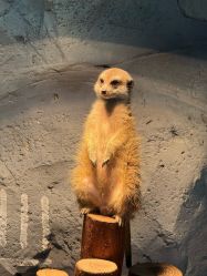 -Zoolung Zoolung动物主题公园(海信广场店)