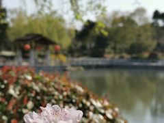 -莘庄梅园
