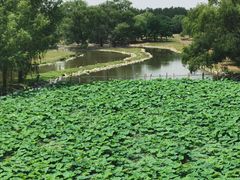 -北京麋鹿生态实验中心