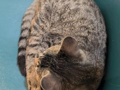 -盱眙虾神於氏龙虾(夫子庙红街店)