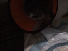 -谐和益家动物医院·免疫绝育·血液透析·宠保定点医院(高新伊藤分院)
