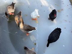 -南宫五洲植物乐园