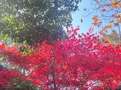 -九曜山