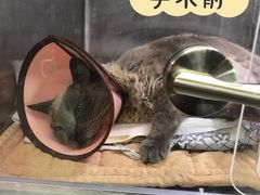 -北京派仕佳德动物医院·超导核磁·CT·神经科·骨科·内外科·急重症管理中心