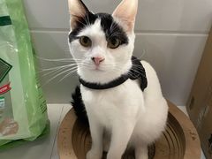 -伟伟宠物医院·瑞派猫友好医院·猫科(光谷店)
