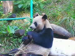 -广州长隆野生动物世界