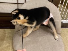 -逗柴咖啡屋·狗咖猫咖宠物桌游