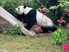 -灵玲国际马戏城