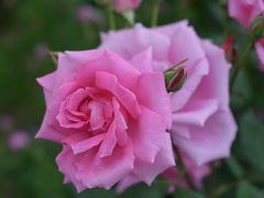 -鹅湖玫瑰文化园