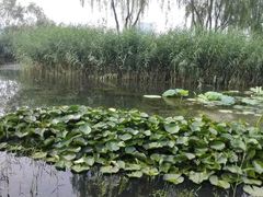 -大兴滨河森林公园