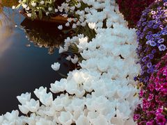 -上海鲜花港
