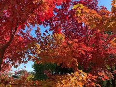 -北京西山国家森林公园