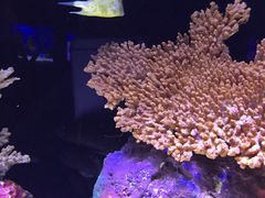 -上海海洋水族馆