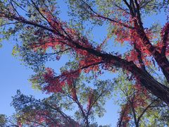 -北京张裕爱斐堡酒庄