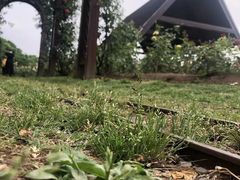 -上海滨江森林公园
