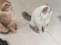 -藏猫猫咖啡主题馆(中央大道店)