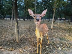 -秦皇岛野生动物园