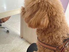 -A猫a狗全科·犬猫异宠·芥西宠物医院(南开总院)