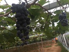 -海堤葡萄园中小学生研学基地