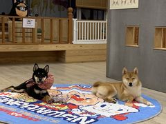-豆柴町-柴犬主题狗咖(红鼎国际C座店)