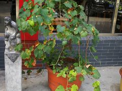 -天祥斋老北京八大碗烧烤家常菜(田村店)